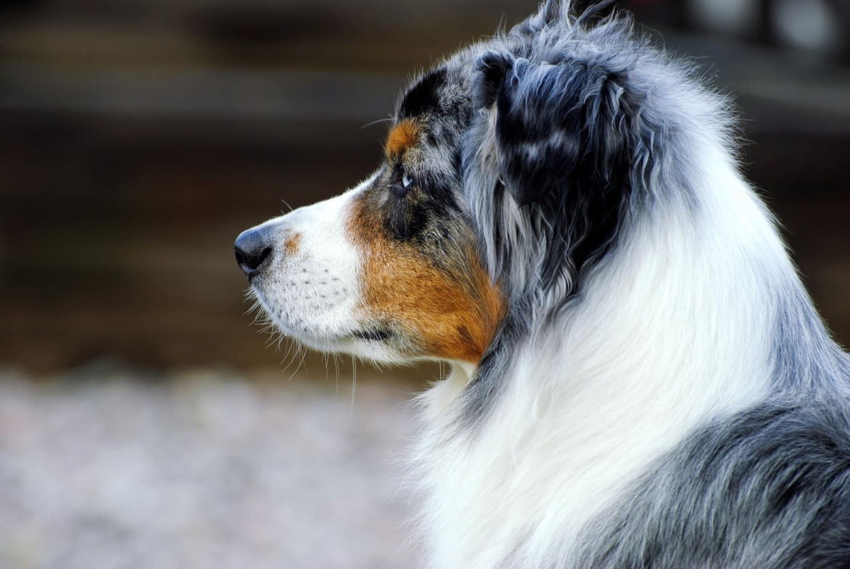 Collier chien artisanal : une idée cadeau unique pour votre compagnon