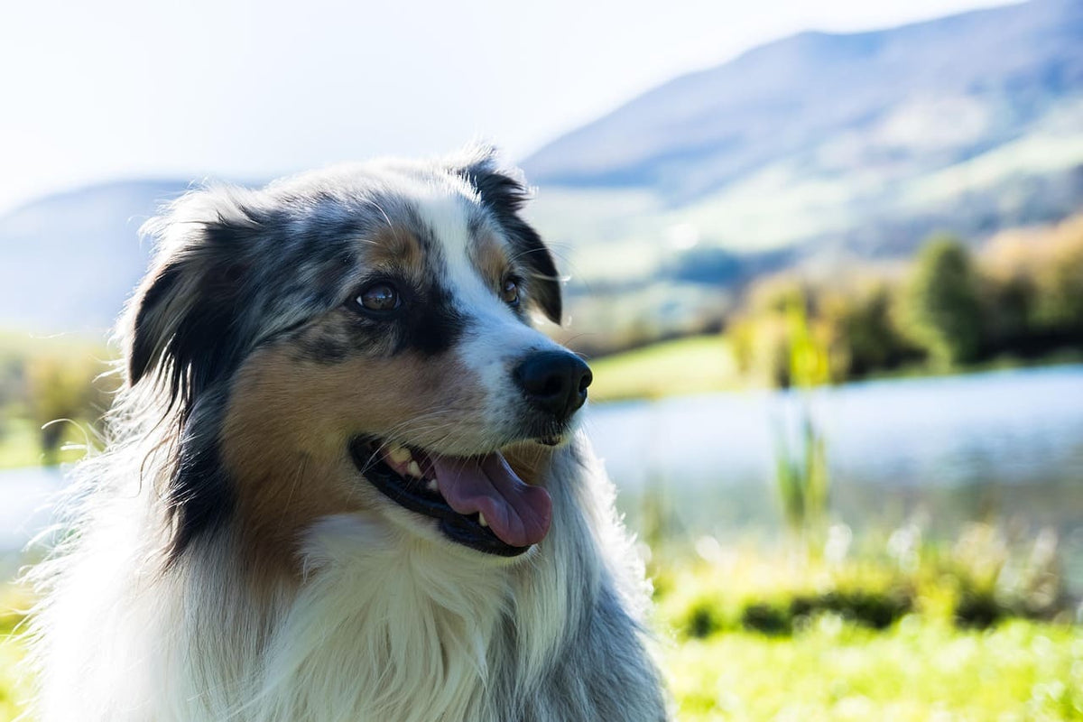 Collier chien artisanal : comment bien choisir son modèle selon la saison