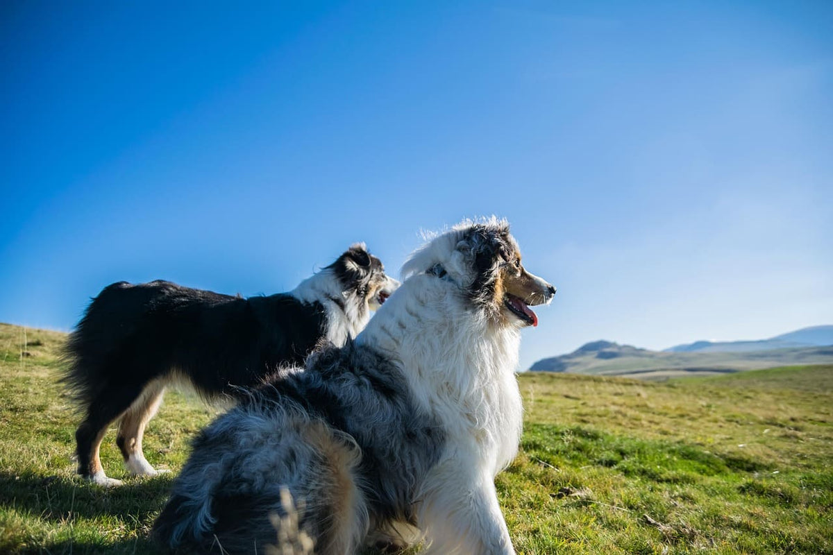 Collier chien artisanal personnalisé : quand le style rencontre l’utile