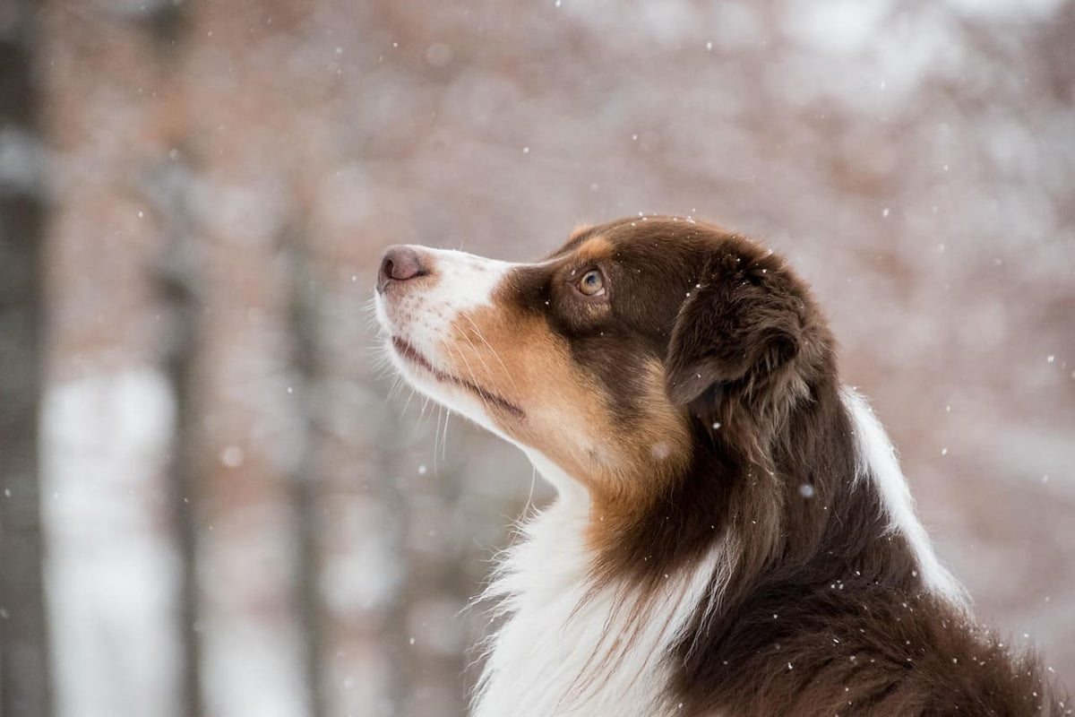 Collier chien artisanal : un gage de solidité et de durabilité