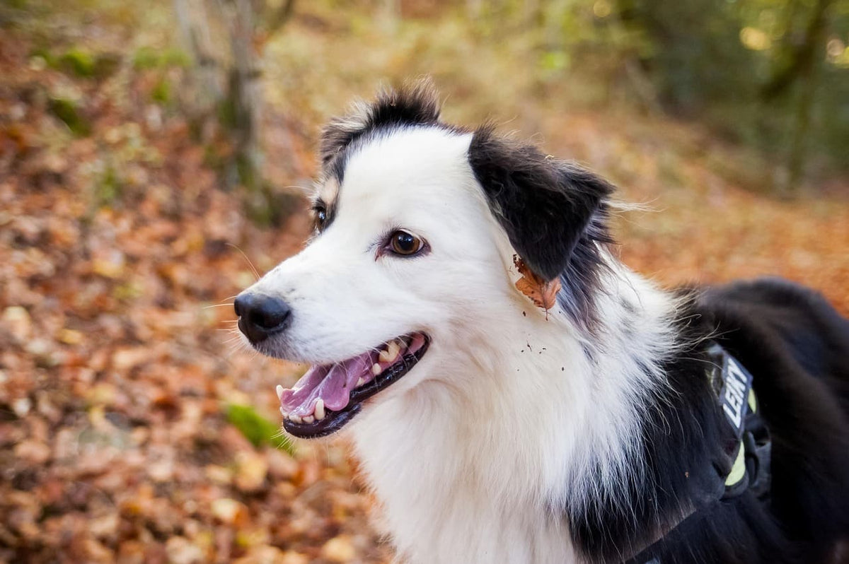 Collier chien bandana : un cadeau original pour votre compagnon