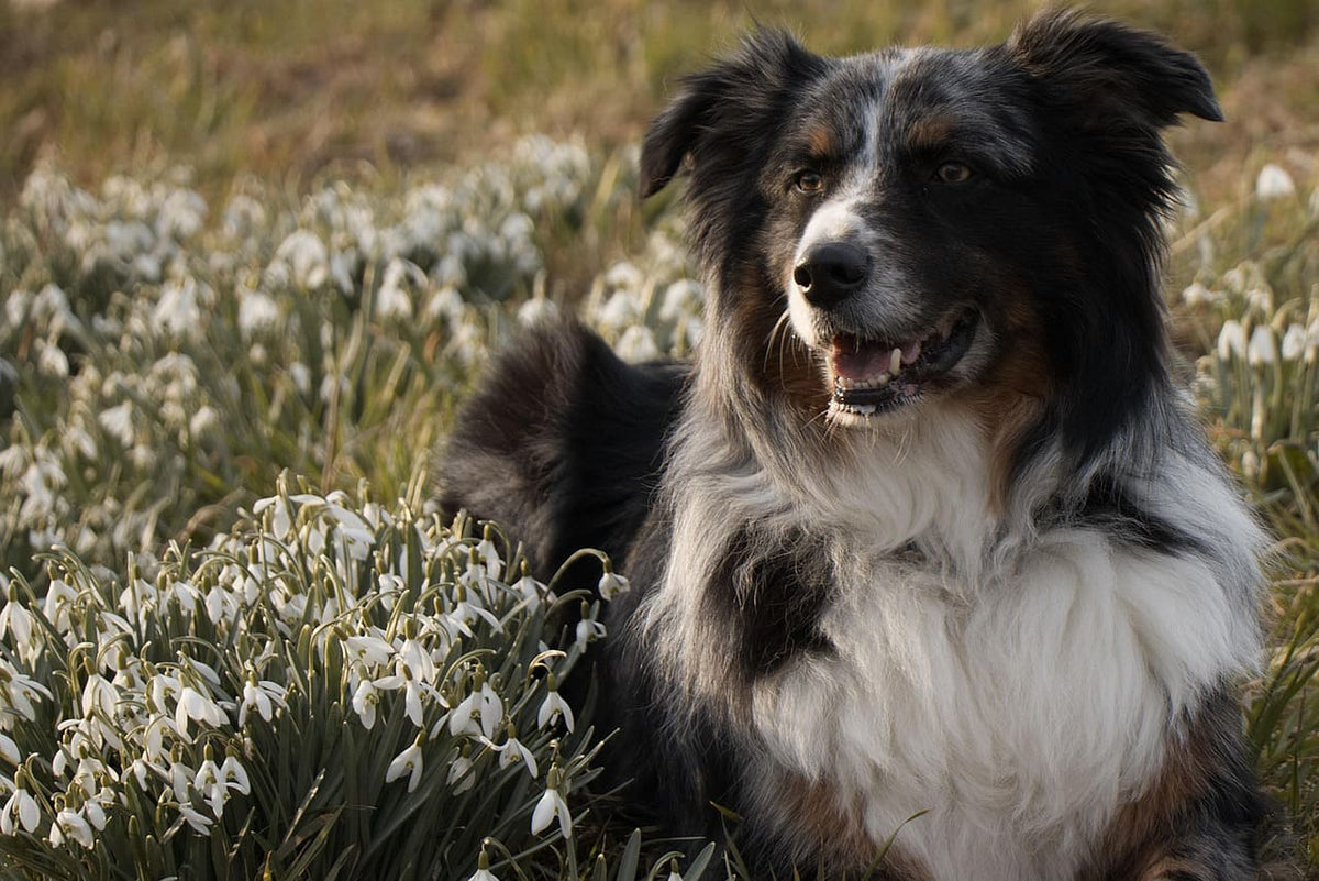Collier chien bandana personnalisé : un style unique pour votre chien