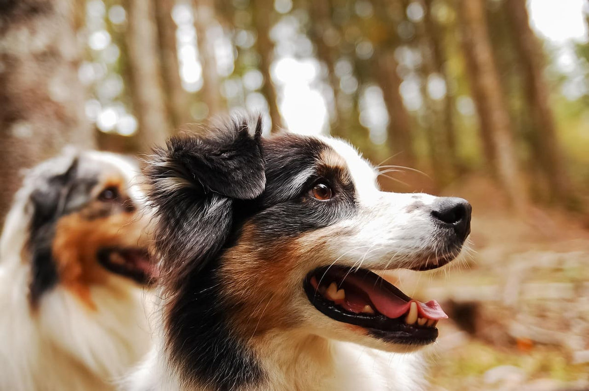 Collier chien bandana : comment allier solidité et élégance