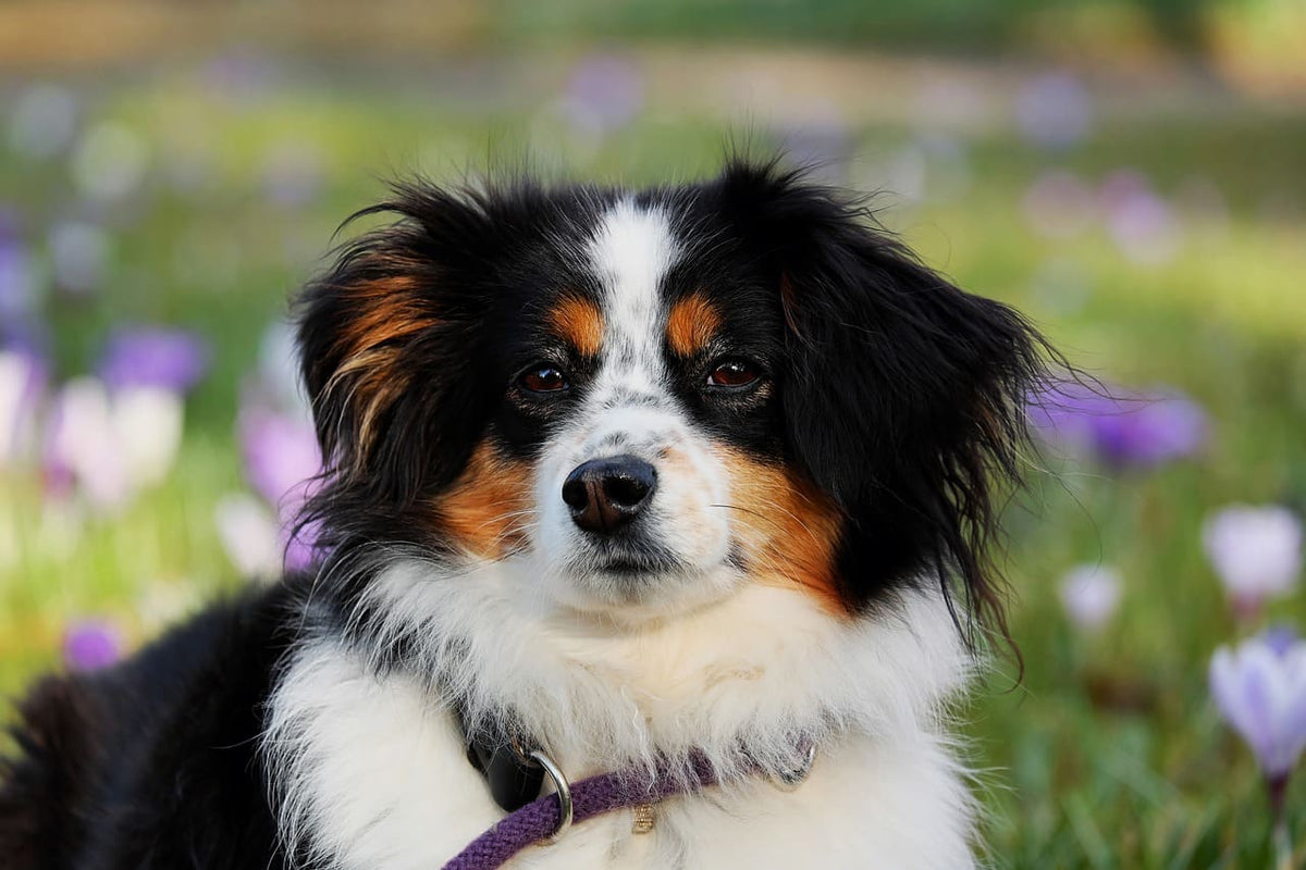 Collier chien bandana : entre style et praticité au quotidien