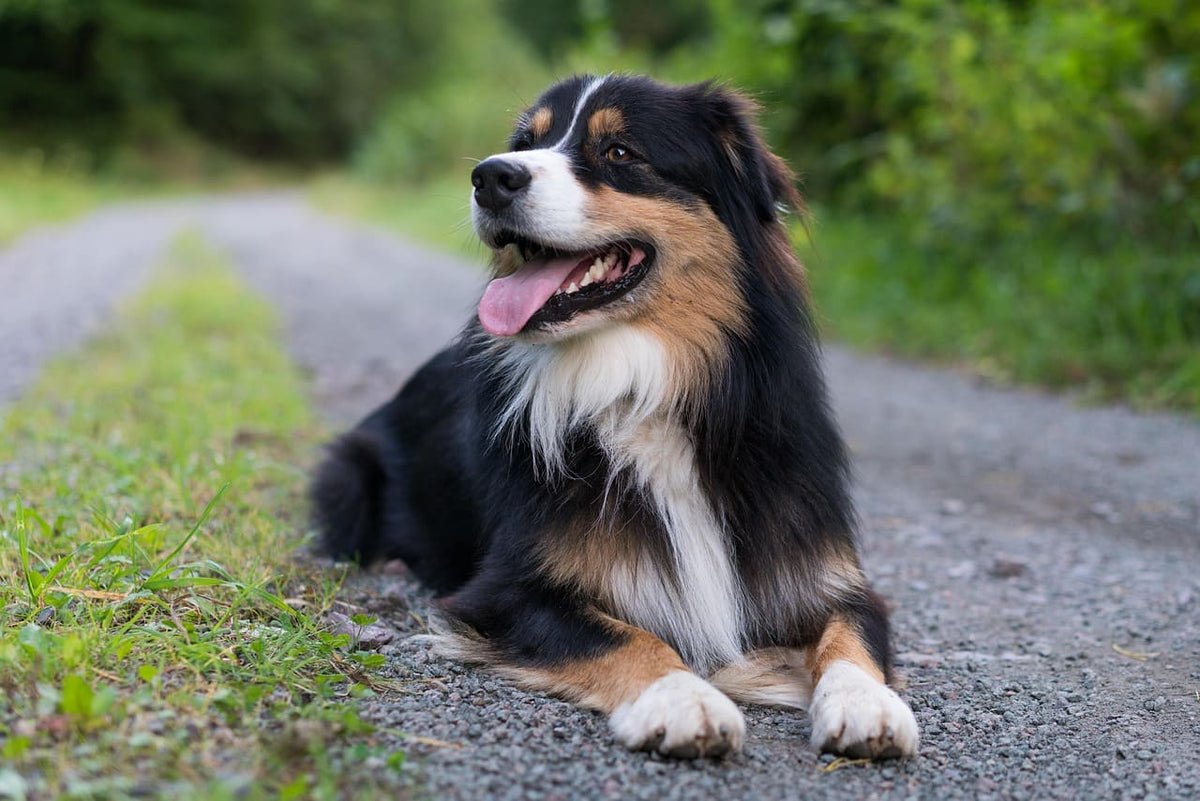 Collier chien bandana : un choix tendance selon les saisons
