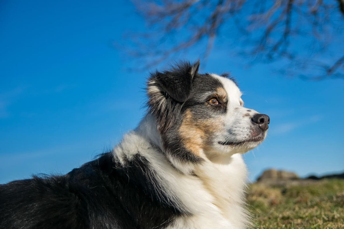 Collier chien bandana : un accessoire confortable pour toutes les tailles