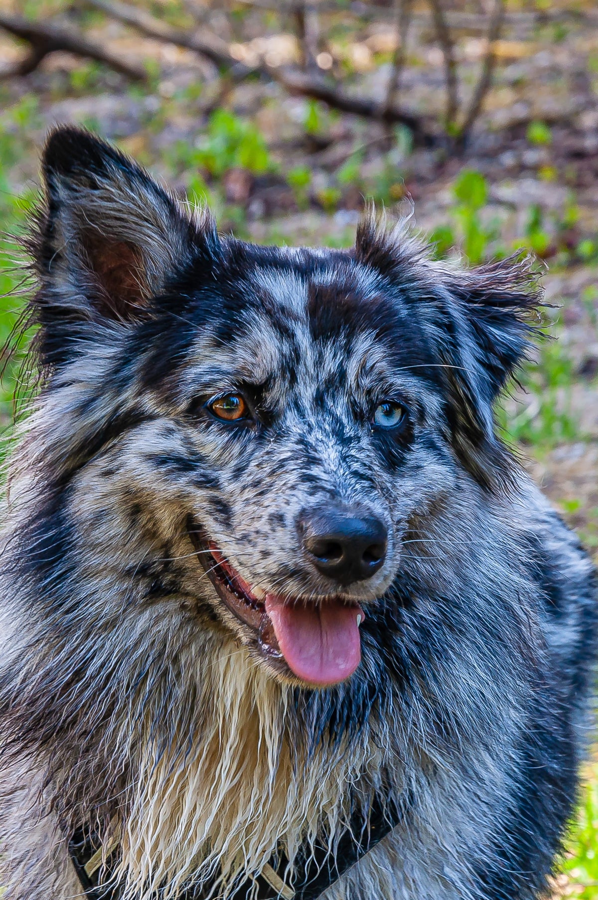 Collier chien rose et identification : joindre l’utile à l’esthétique