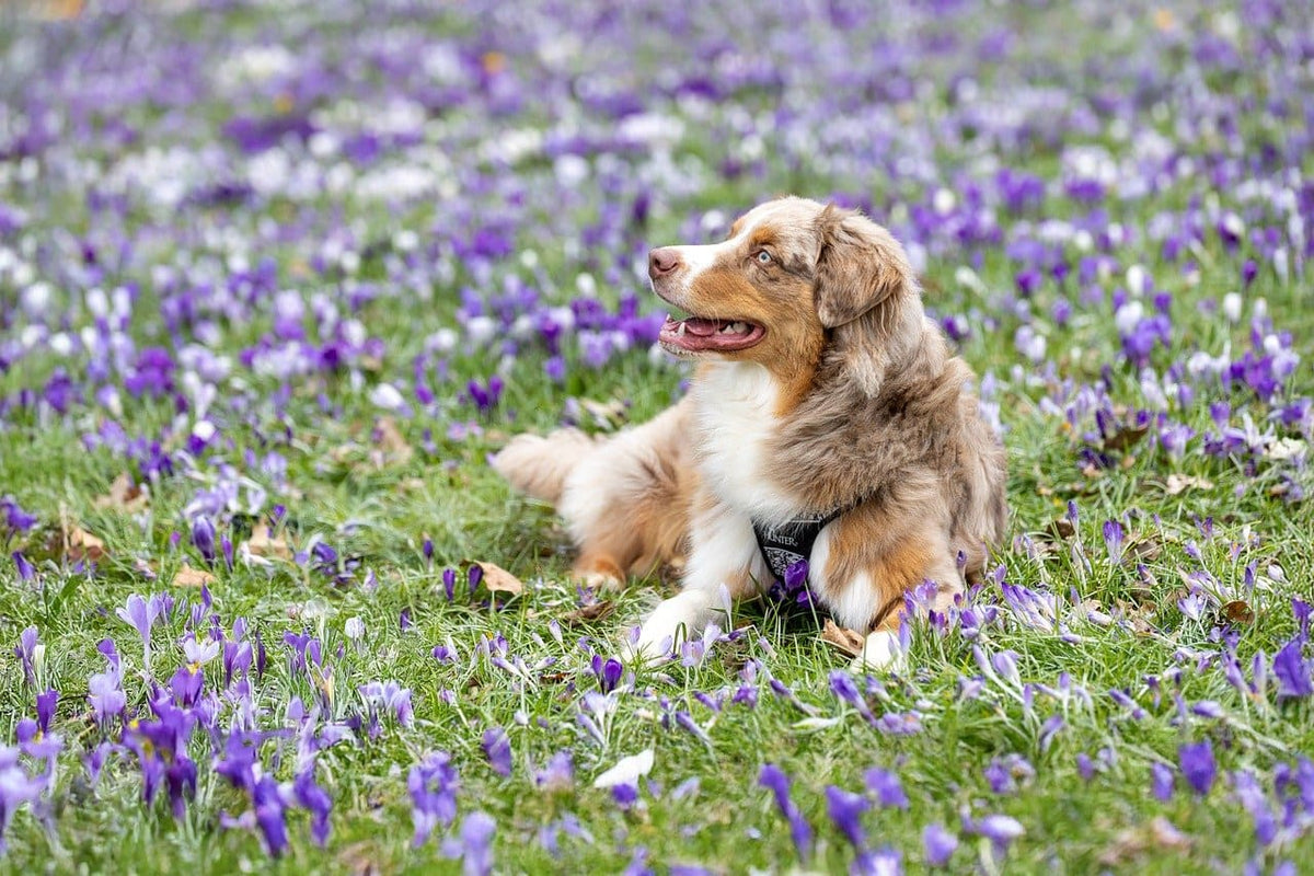 Collier chien rose : quel modèle choisir selon la race de votre chien ?