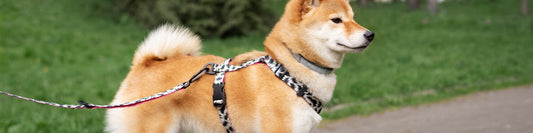 Collier vs harnais : lequel est le meilleur pour mon chien ?