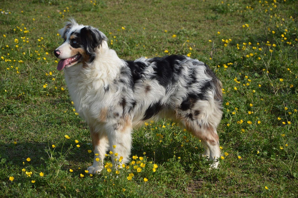 Collier pour chien bleu : un cadeau idéal pour votre compagnon