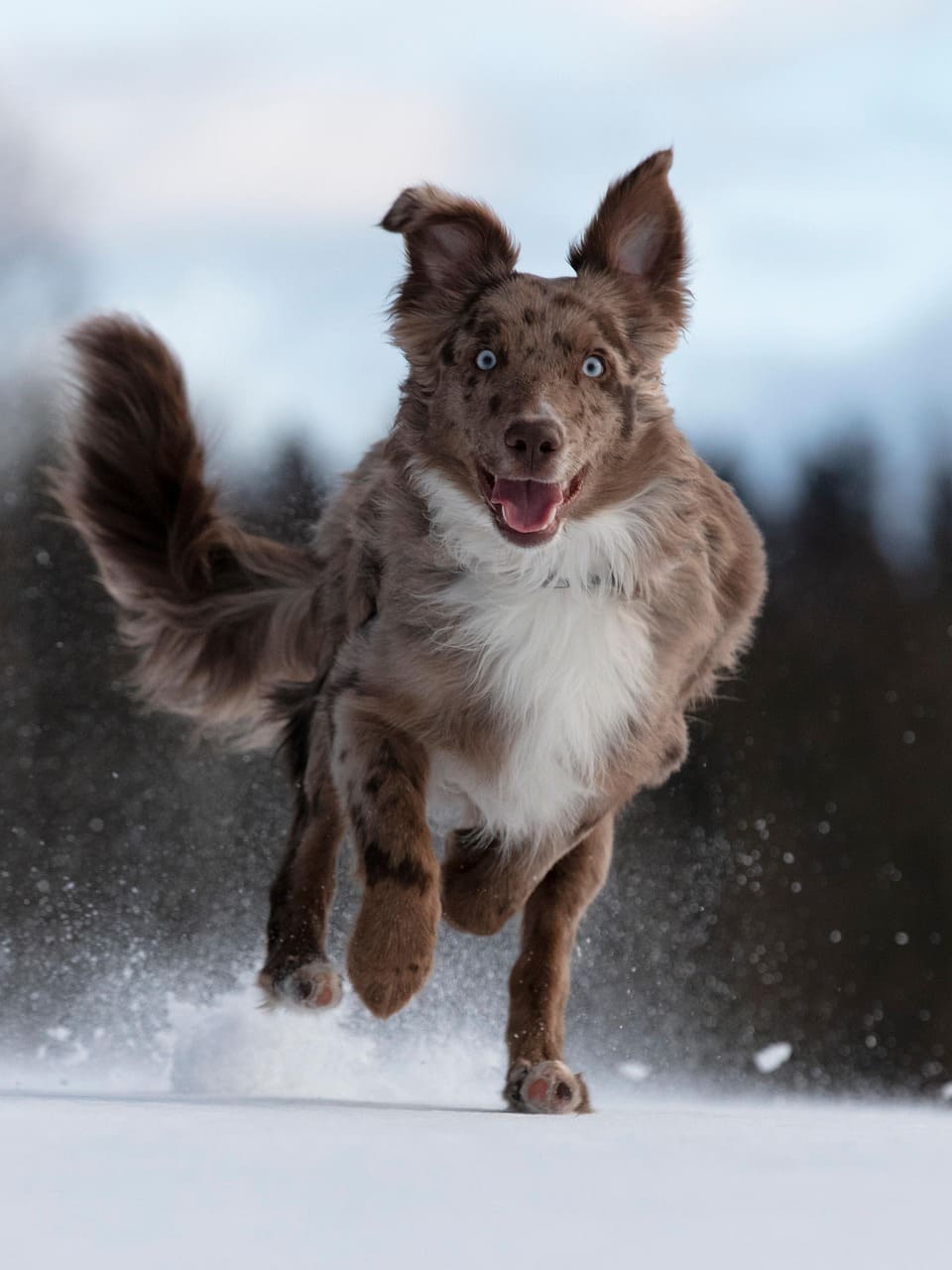 Collier pour chien bleu : quel modèle choisir selon la taille ?