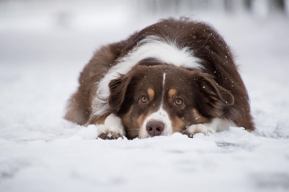 Collier pour chien bleu personnalisé : un accessoire unique