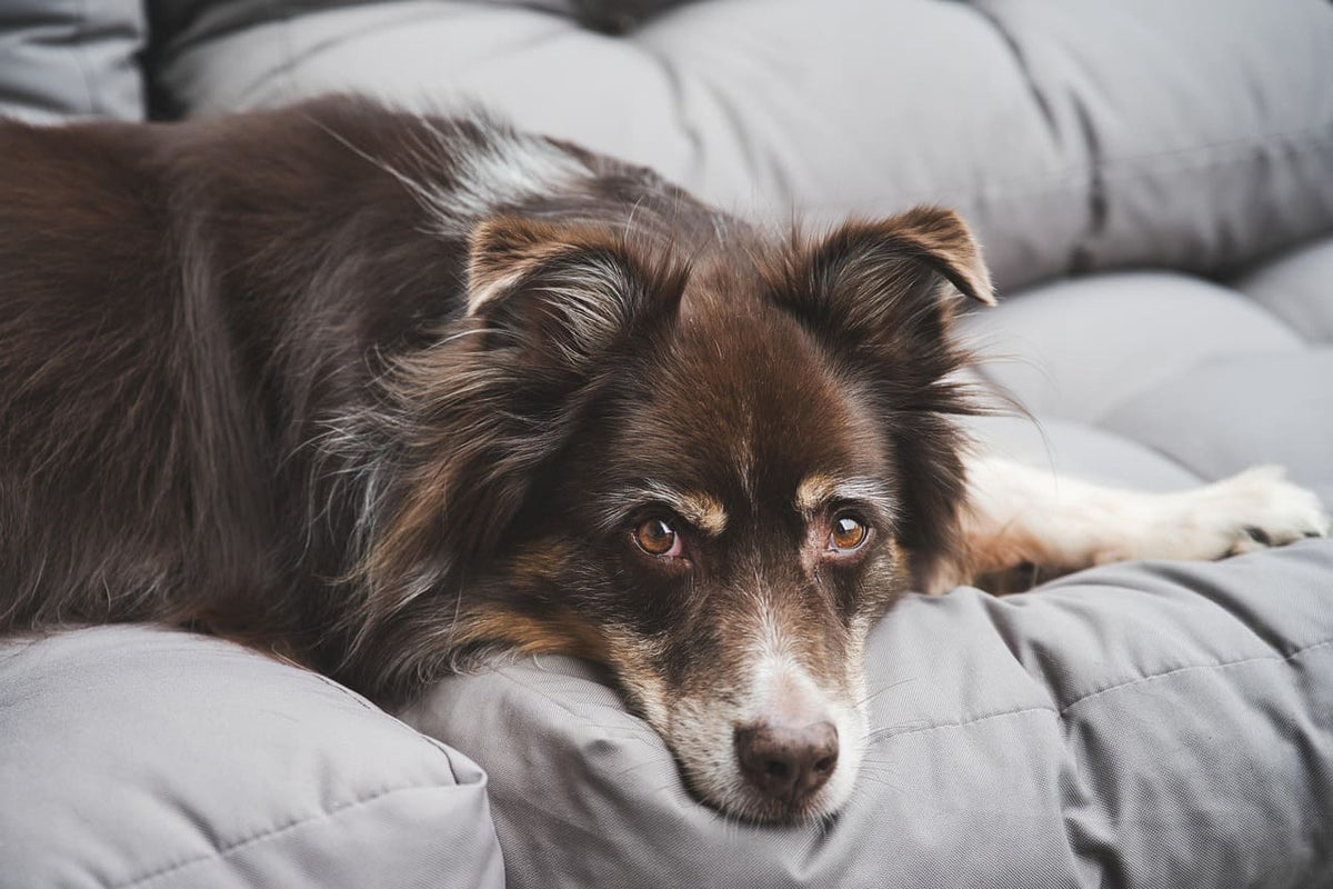 Collier pour chien bleu : un choix pratique et durable