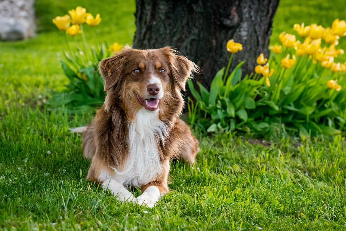 Collier pour chien bleu : une touche de style unique