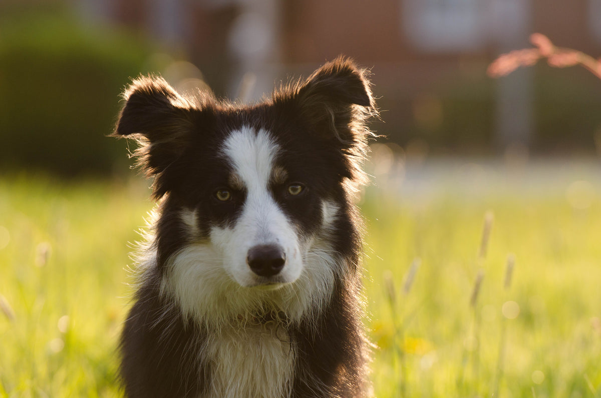 Comment Laver un Collier de Chien en Tissu ? Le Guide