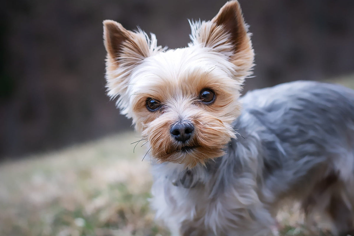Collier pour Petit Chien : Comment choisir le bon gabarit ?