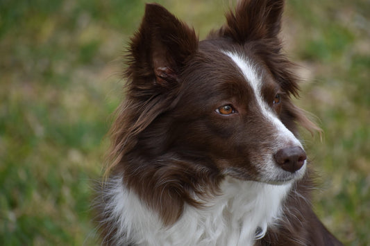 comprendre-impact-collier-chien-stress