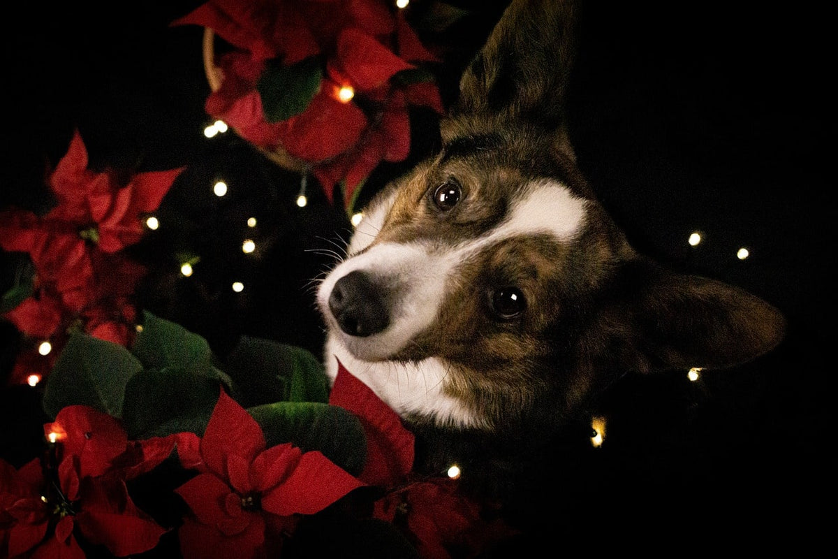 Un cadeau de Noël pour chien utile, durable et plein d’amour