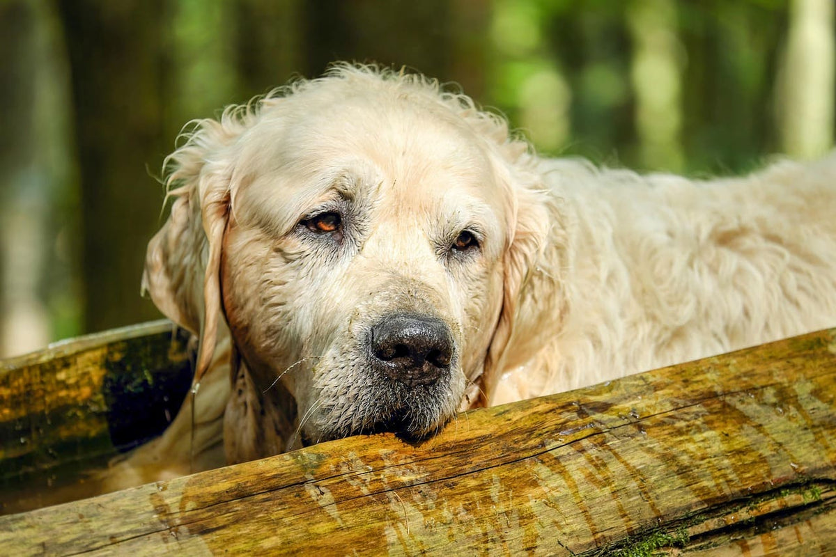 Collier Chien avec Numéro de Téléphone : Sécurité maximale