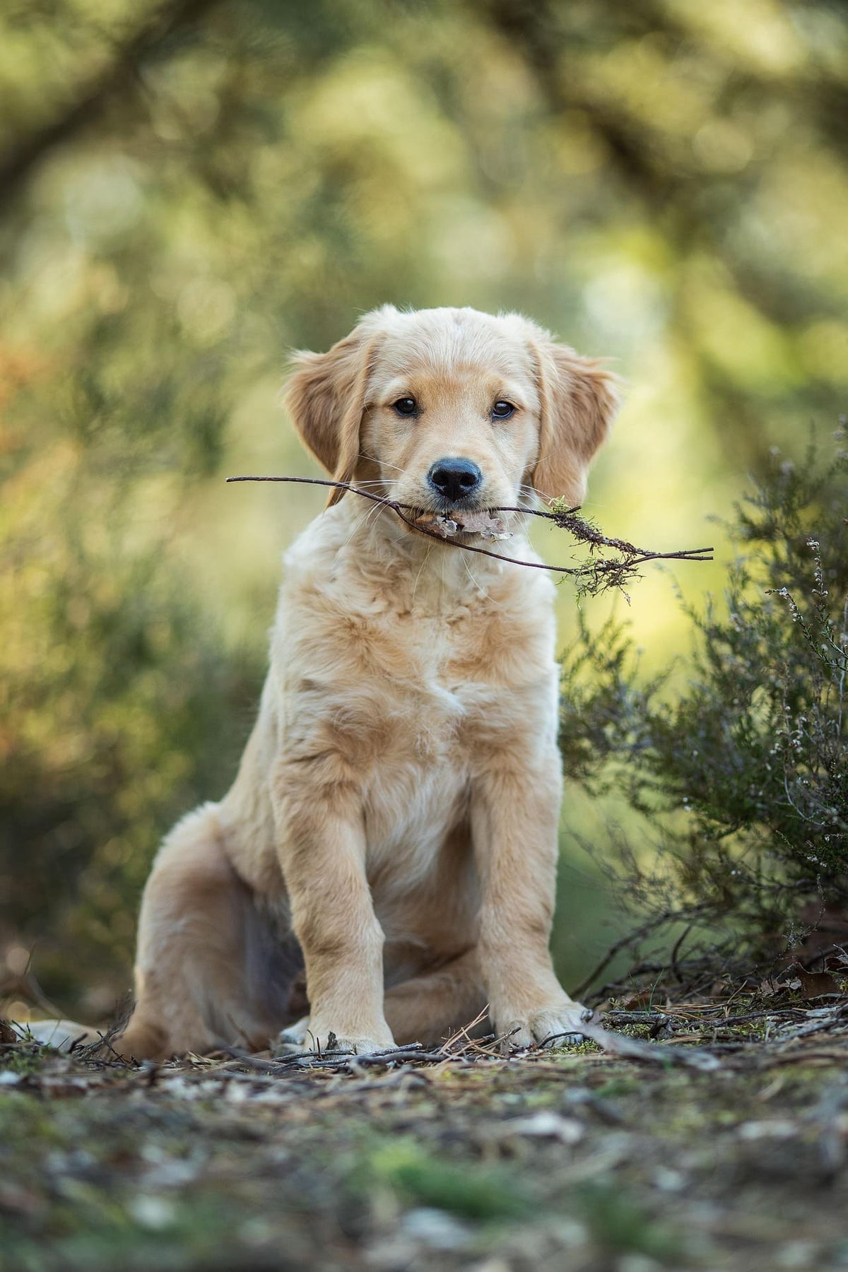 Collier Chien Rose, Bleu ou Vert : Quelle couleur choisir ?