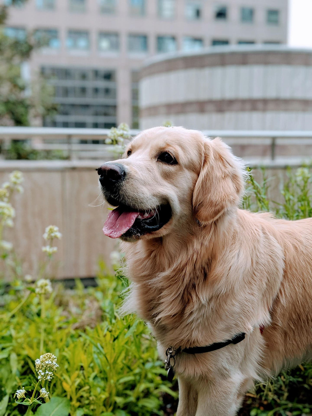 Collier Chien Solide en Tissu : Est-ce vraiment résistant ?