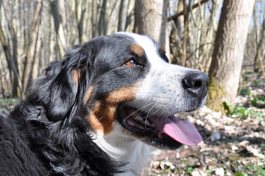 collier-chien-large-confort-securite