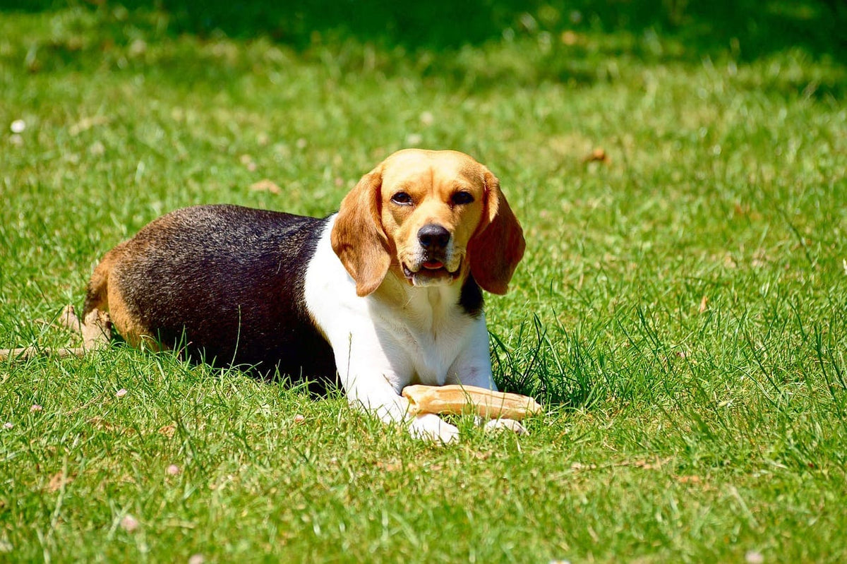 Collier chien personnalisé prénom : un accessoire utile et esthétique