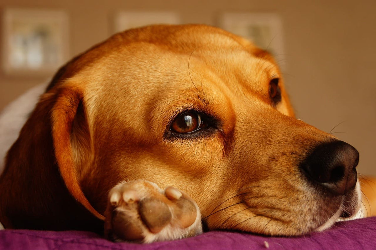 Collier chien personnalisable : une idée cadeau originale et utile