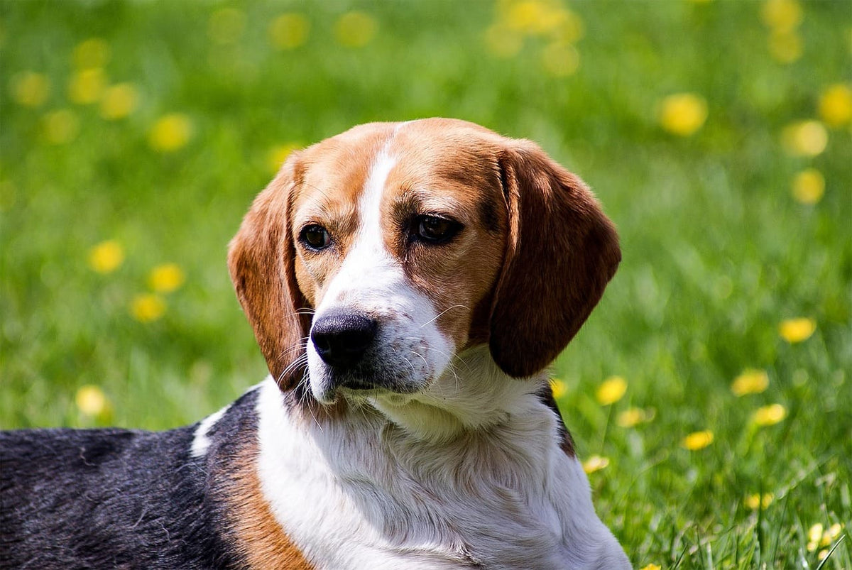 Collier chien personnalisable : fabrication artisanale et savoir-faire