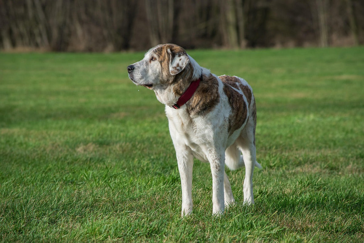 Quelle matière choisir pour un collier chien large durable ?