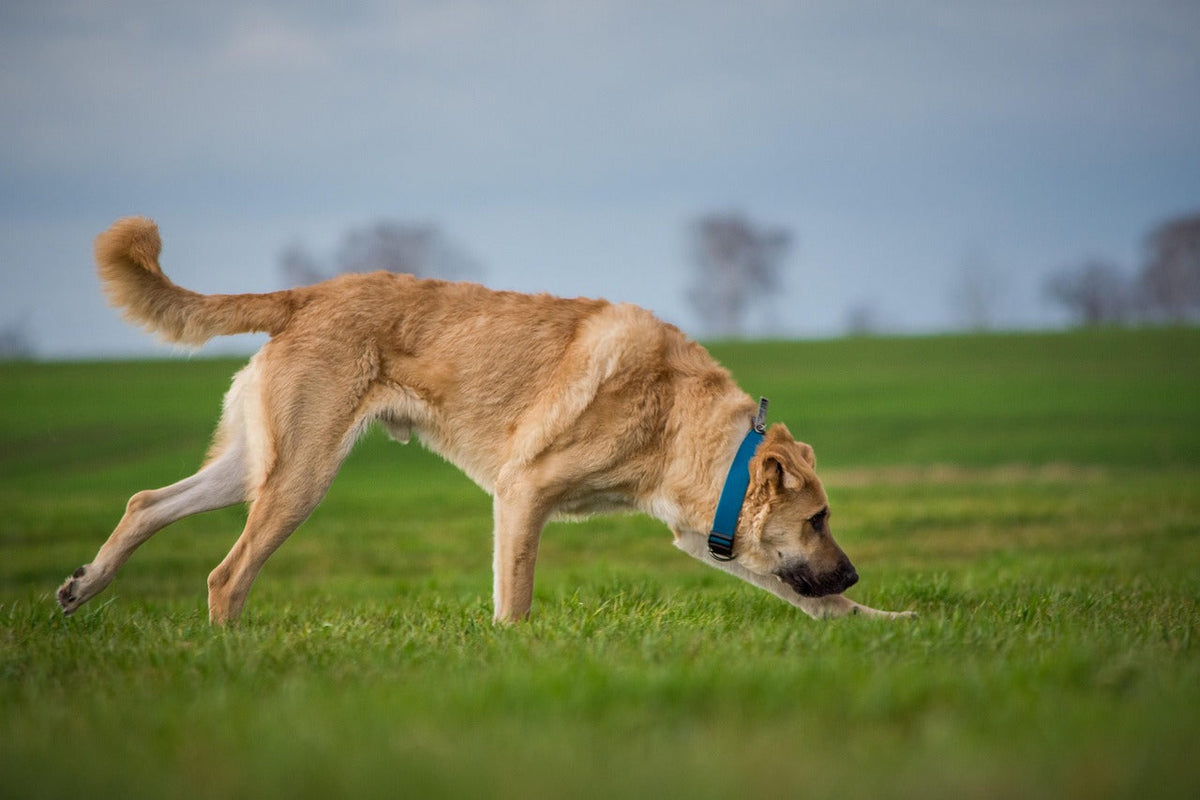 Collier chien large : un indispensable pour les chiens puissants