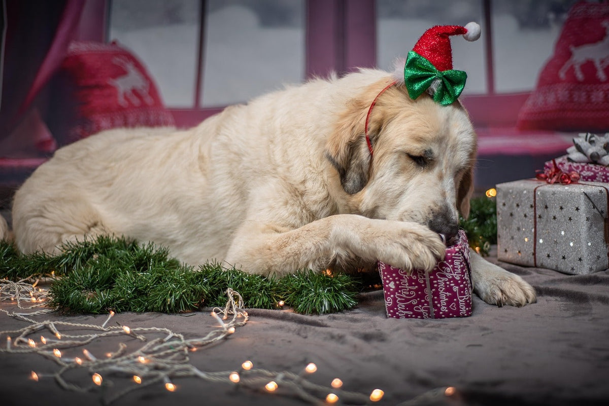 Cadeaux chien et maître : des accessoires assortis pour un duo stylé