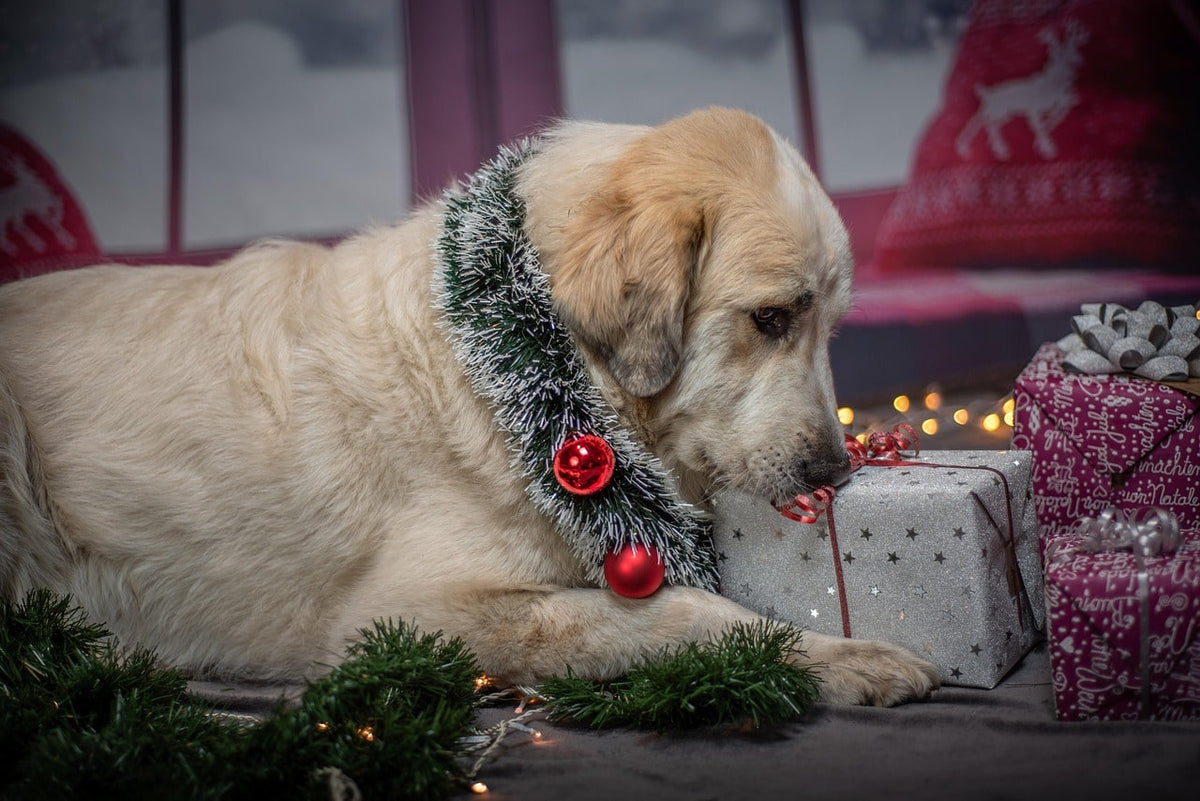 Cadeau Noël chien personnalisé : offrir un collier unique à son compagnon