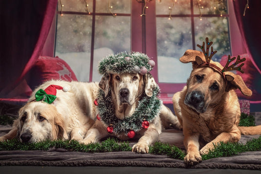 idees-cadeau-de-noel-pour-chien-box-kinaï