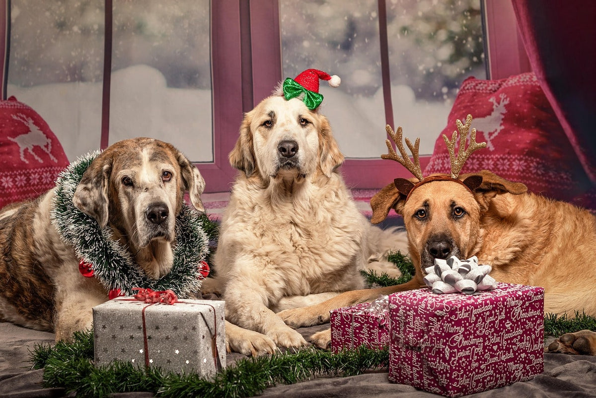 Cadeau pour un chien : quoi offrir quand le chien n’est pas le vôtre ?