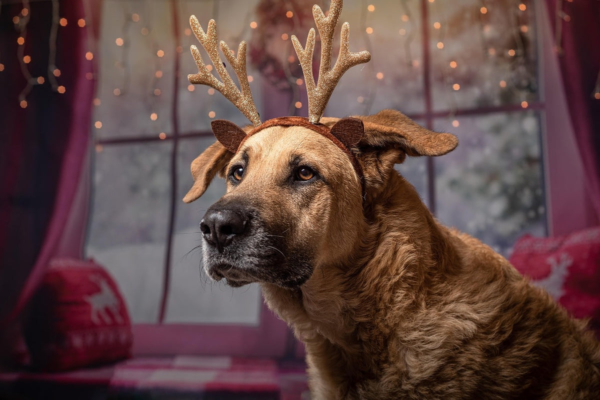 Cadeau Noël pour chien fait main : un Noël éthique et plein d’amour