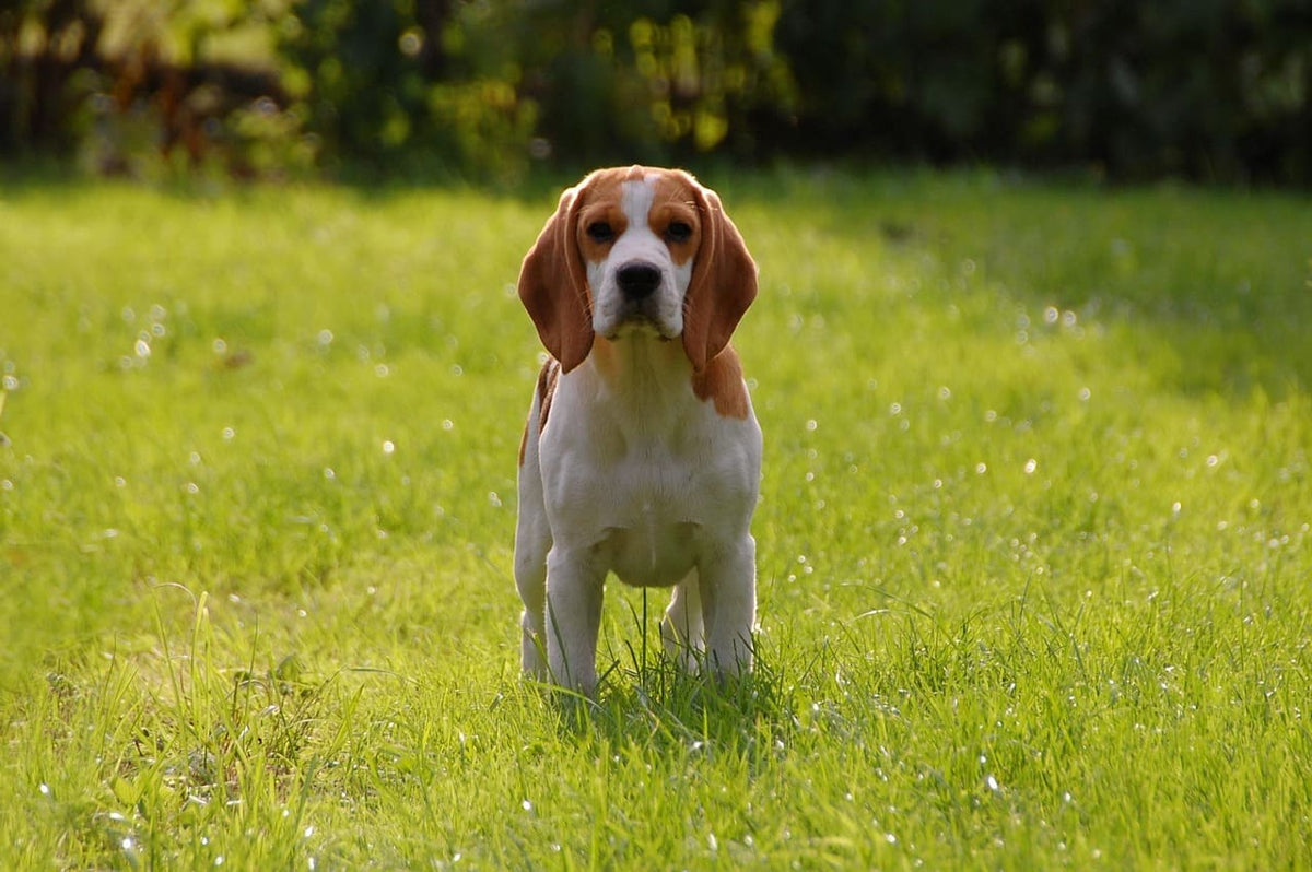 Collier chien personnalisé prénom : pourquoi la broderie est meilleure que la gravure