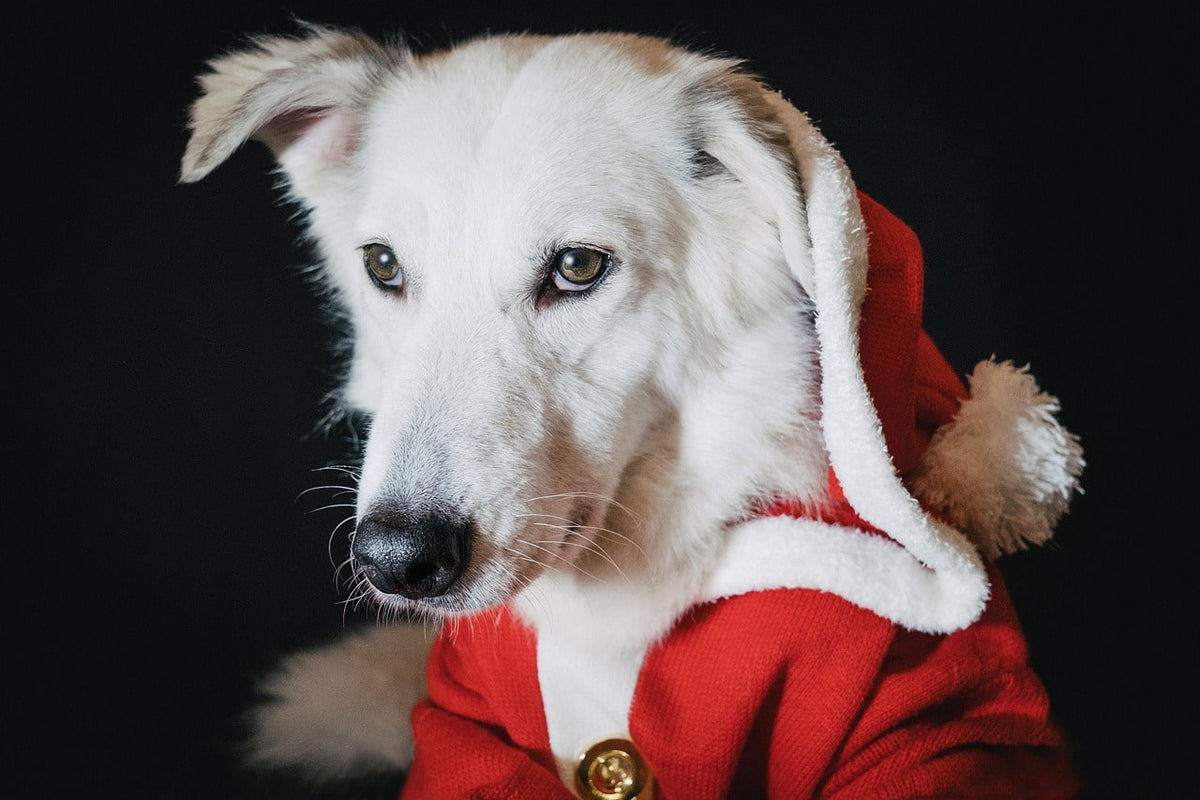 Cadeau pour chien : 5 idées originales pour un Noël plein de surprises !