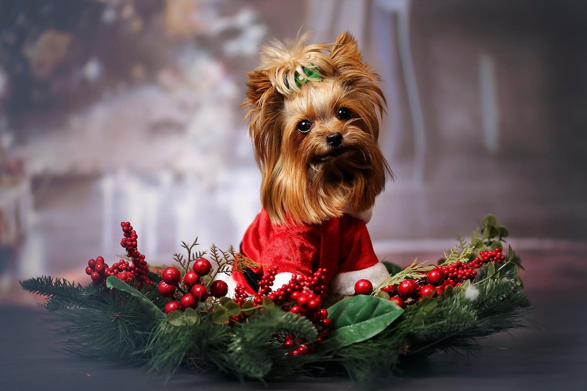 Cadeau pour un chien : que choisir pour un chiot ou jeune chien ?
