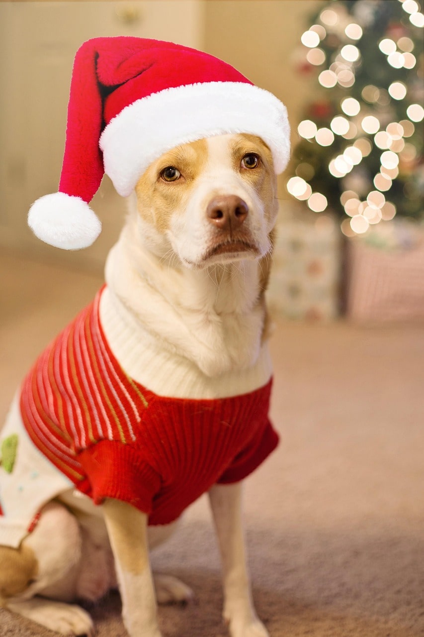 Cadeau chien : nos plus belles idées pour Noël 🎁