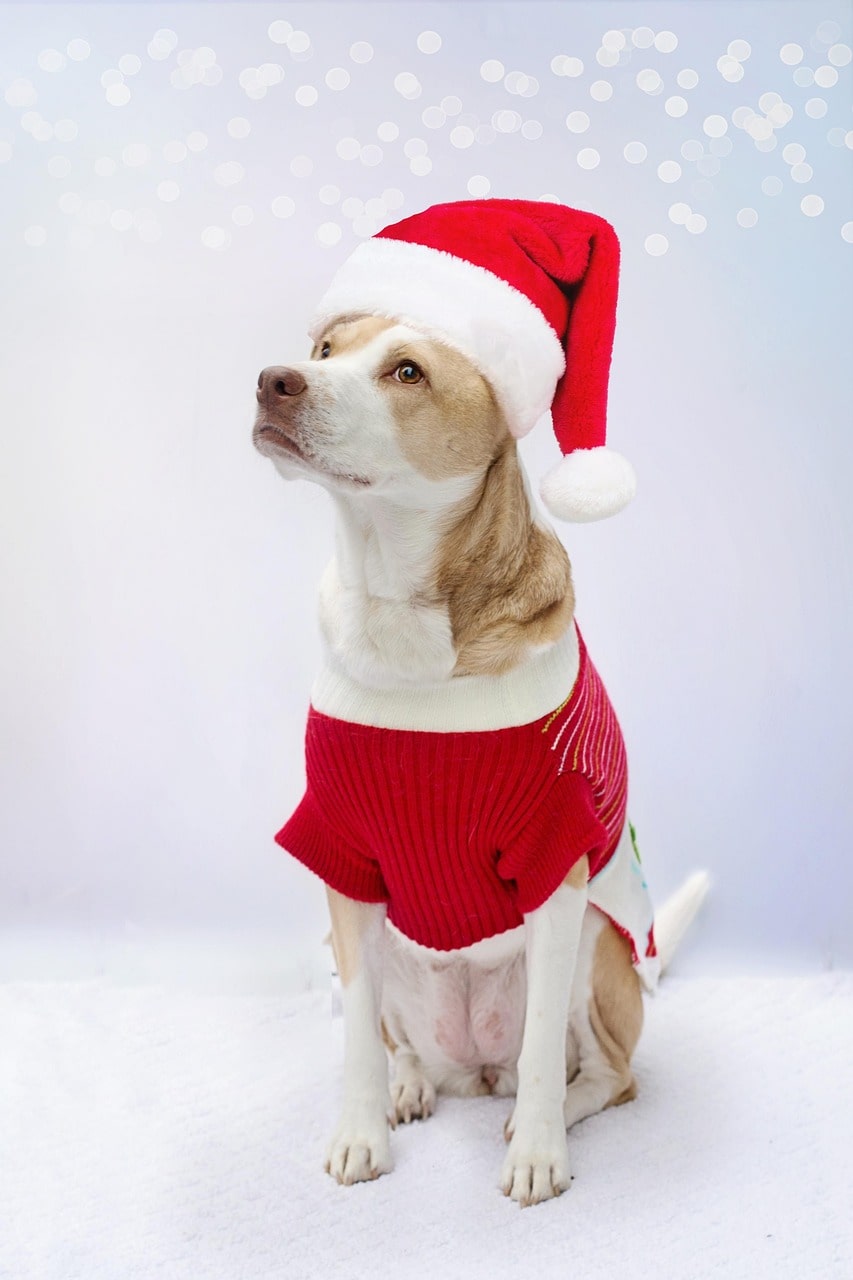 Cadeau pour un chien : un coffret utile, responsable et à petit prix