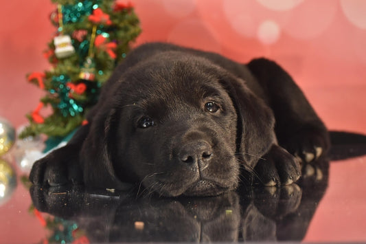 Cadeau de Noël chien : le guide ultime pour faire plaisir à votre compagnon