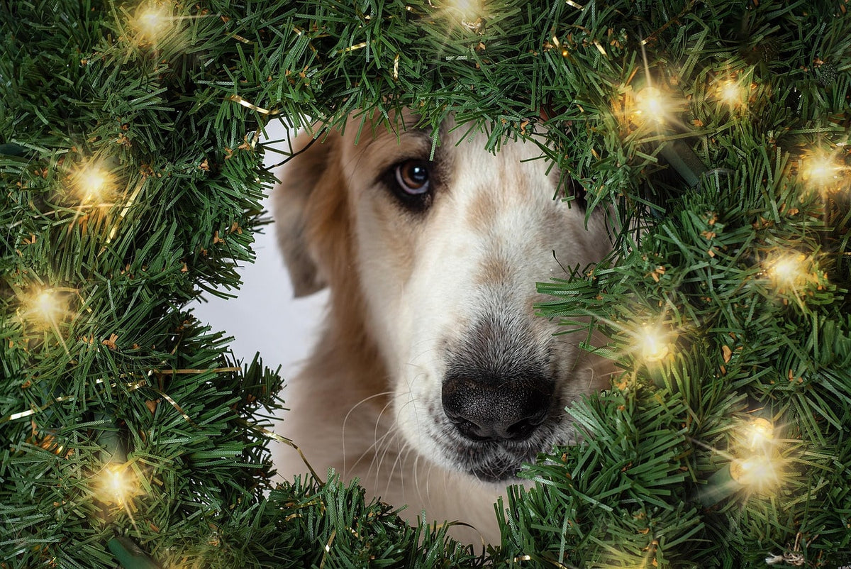 Cadeaux chien faits main : pourquoi privilégier l’artisanat pour Noël ?