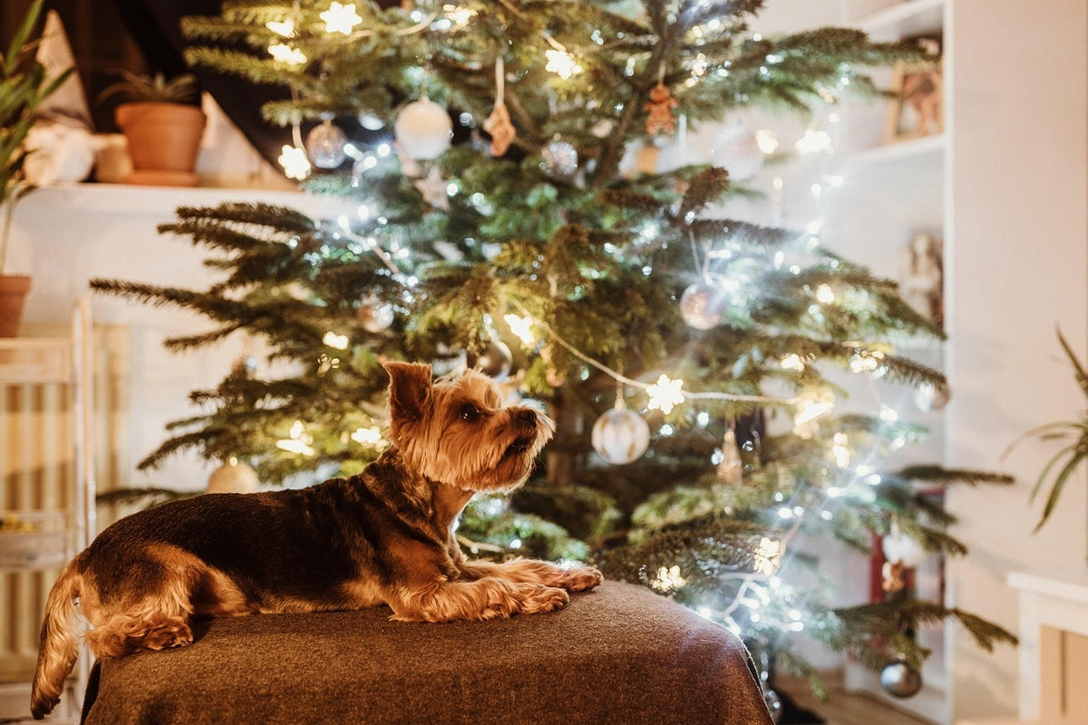 Cadeau pour un chien : comment choisir le bon jouet sans faire d’erreur ?