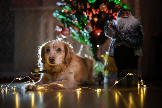 cadeau-pour-chien-premier-noel