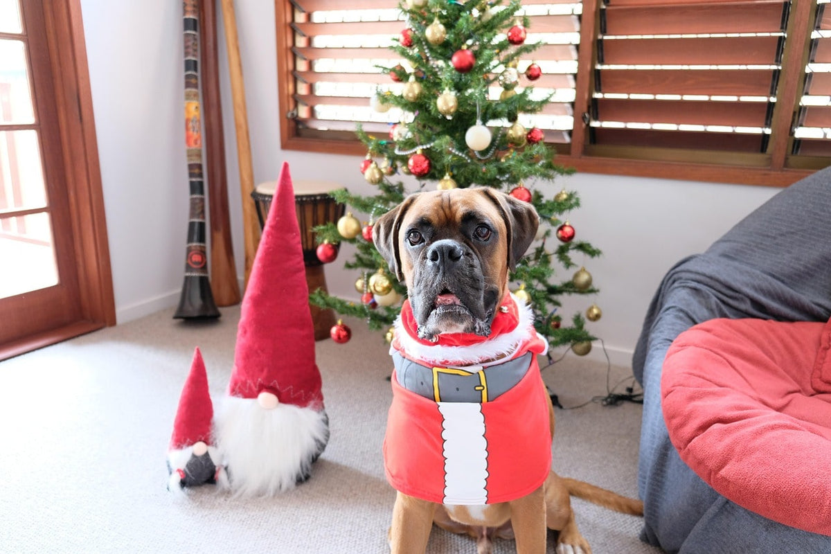 Cadeau de Noël pour chien : le guide complet pour gâter votre compagnon