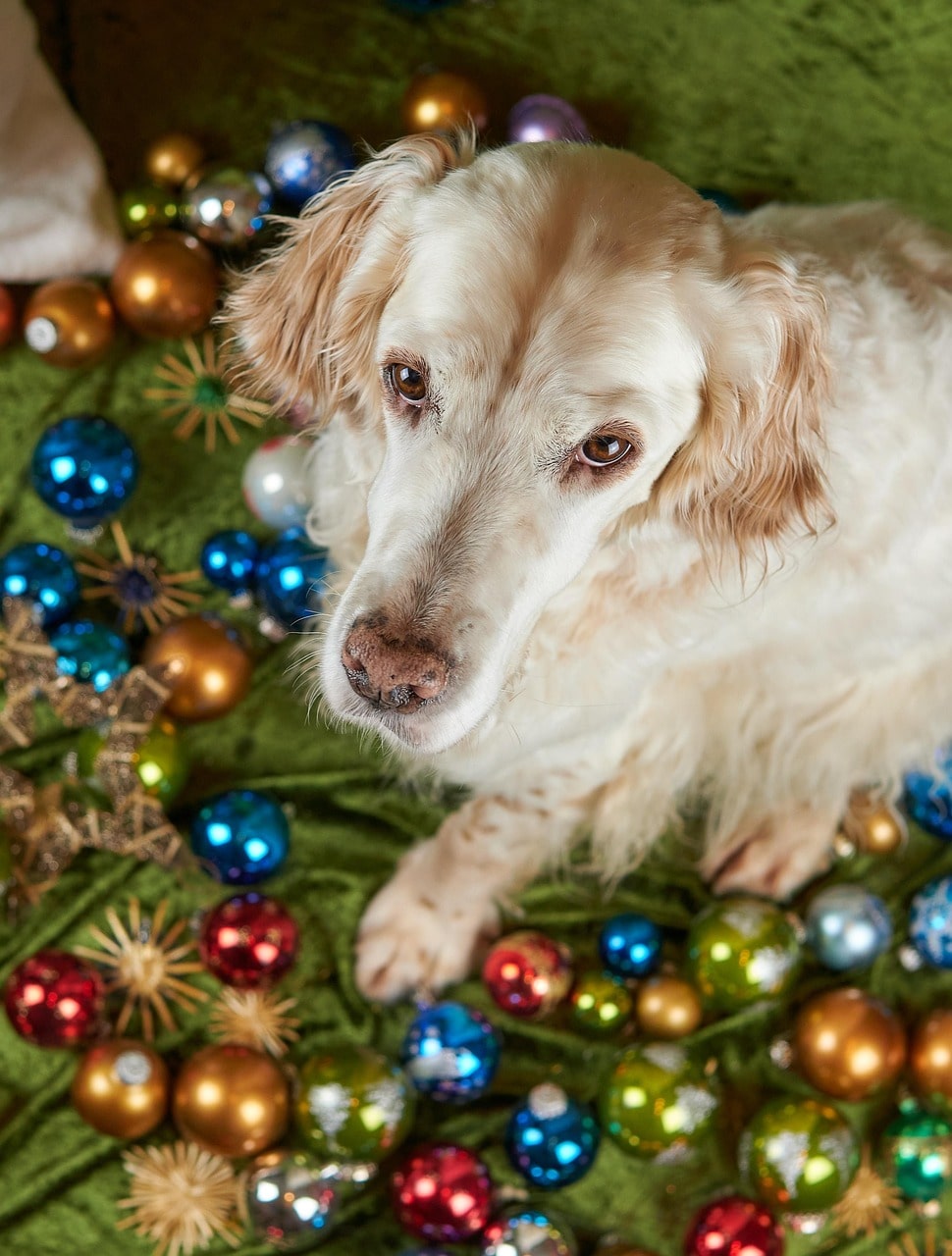 Cadeau de Noël pour chiot : la Box idéale pour son premier Noël