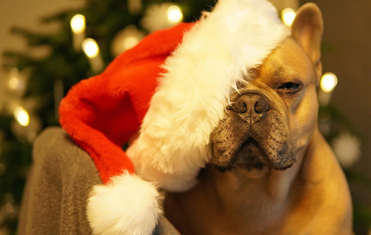 Offrir un cadeau de Noël pour chien fait main et plein d’amour