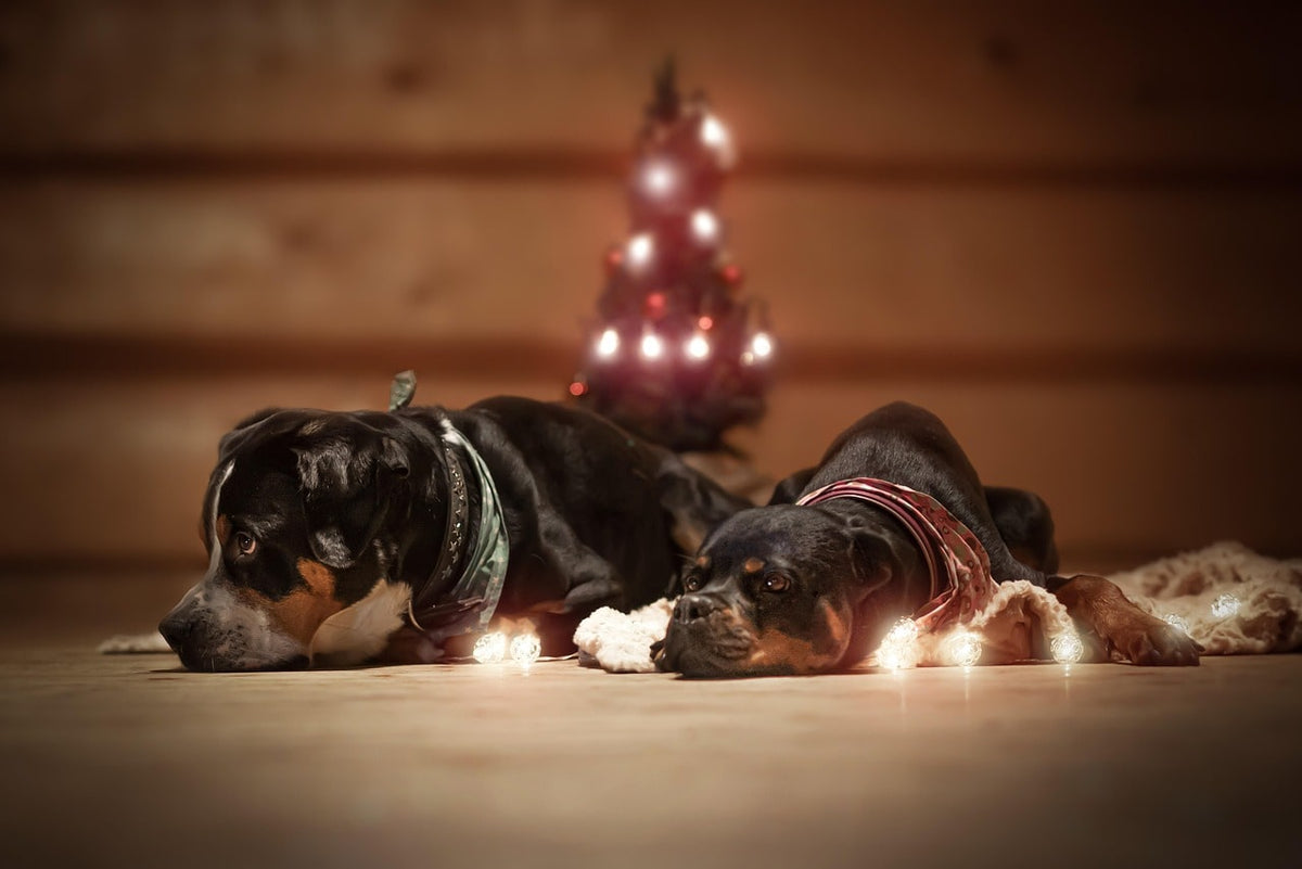 Cadeau Noël chien pas trop cher : privilégier la qualité plutôt que la quantité