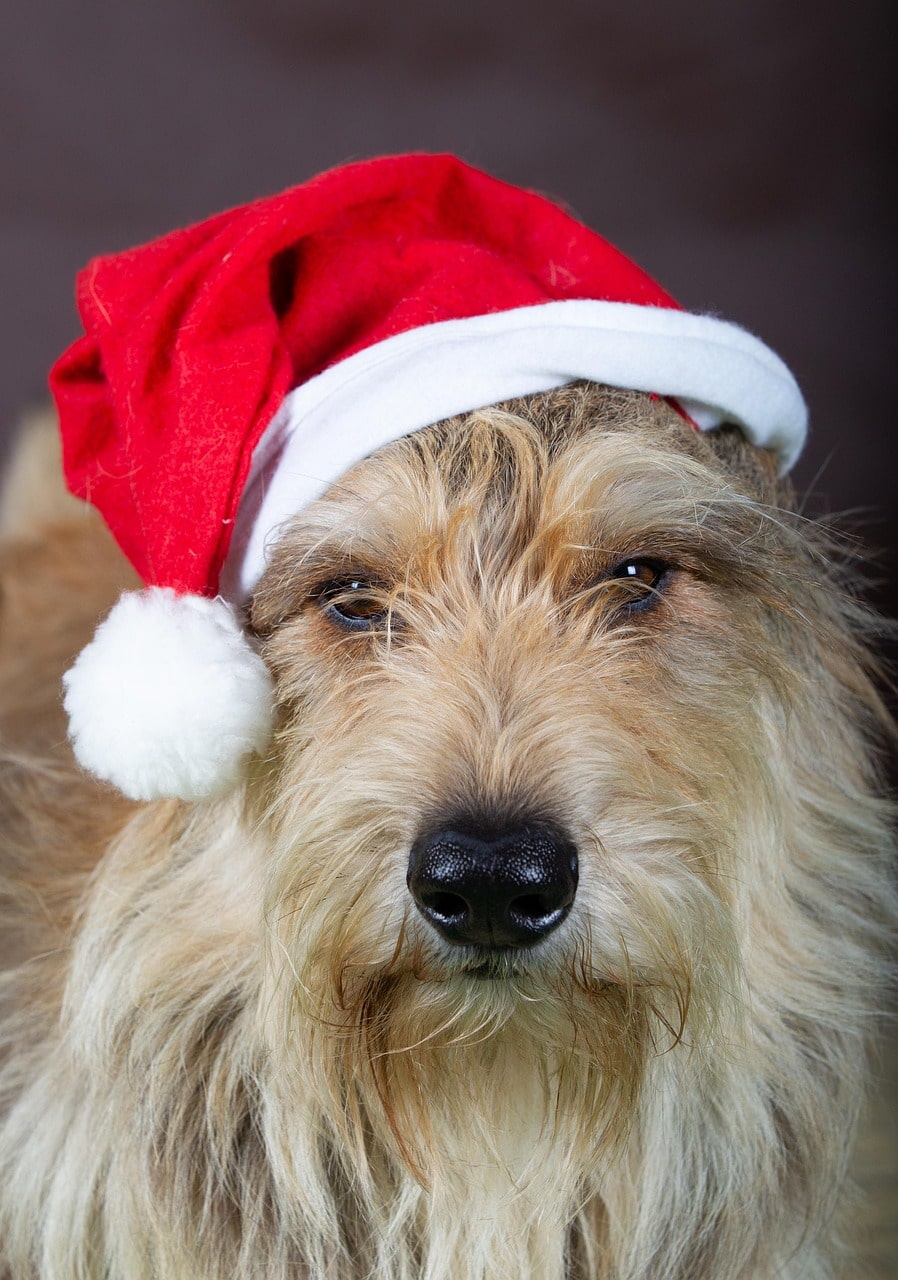 Cadeau pour un chien : 7 astuces pour choisir le bon cadeau sans se tromper